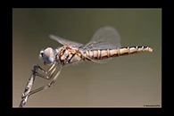 Selysiothemis nigra, thumbnail 16 / 20