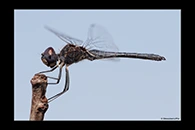 Selysiothemis nigra, thumbnail 17 / 20