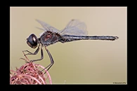 Selysiothemis nigra, thumbnail 18 / 20