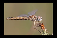 Selysiothemis nigra, thumbnail 20 / 20