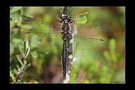 Somatochlora alpestris, thumbnail 4 / 20