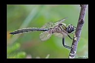 Somatochlora alpestris, thumbnail 6 / 20