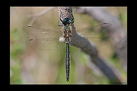 Somatochlora alpestris, thumbnail 9 / 20