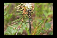 Somatochlora alpestris, thumbnail 10 / 20