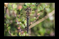 Somatochlora alpestris, thumbnail 18 / 20