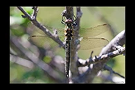 Somatochlora alpestris, thumbnail 19 / 20