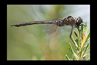Somatochlora arctica, thumbnail 9 / 20