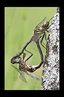 Somatochlora arctica, thumbnail 18 / 20