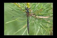 Somatochlora arctica, thumbnail 19 / 20