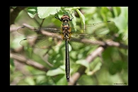 Somatochlora borisi, thumbnail 1 / 20