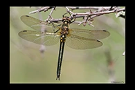 Somatochlora borisi, thumbnail 2 / 20