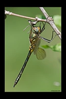 Somatochlora borisi, thumbnail 3 / 20
