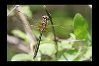 Somatochlora borisi, thumbnail 5 / 20