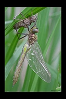 Somatochlora borisi, thumbnail 8 / 20