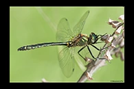 Somatochlora borisi, thumbnail 10 / 20