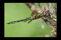 Somatochlora borisi, thumbnail 13 / 20