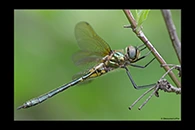 Somatochlora borisi, thumbnail 14 / 20