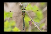 Somatochlora borisi, thumbnail 15 / 20