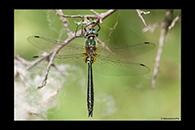 Somatochlora borisi, thumbnail 16 / 20