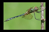 Somatochlora borisi, thumbnail 17 / 20
