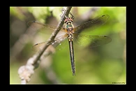 Somatochlora borisi, thumbnail 19 / 20