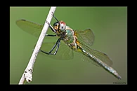 Somatochlora borisi, thumbnail 20 / 20