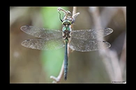 Somatochlora meridionalis, thumbnail 1 / 20