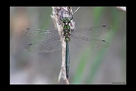 Somatochlora meridionalis, thumbnail 2 / 20