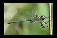 Somatochlora meridionalis, thumbnail 3 / 20