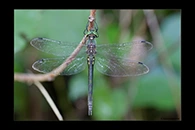 Somatochlora meridionalis, thumbnail 6 / 20