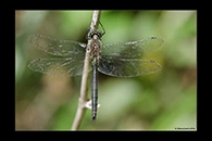 Somatochlora meridionalis, thumbnail 10 / 20