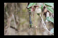 Somatochlora meridionalis, thumbnail 11 / 20