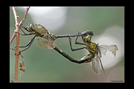 Somatochlora meridionalis, thumbnail 12 / 20