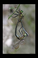 Somatochlora meridionalis, thumbnail 13 / 20