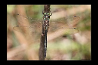Somatochlora meridionalis, thumbnail 14 / 20