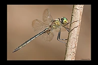 Somatochlora meridionalis, thumbnail 16 / 20