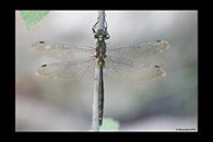 Somatochlora meridionalis, thumbnail 17 / 20