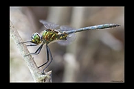 Somatochlora meridionalis, thumbnail 18 / 20