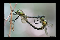 Somatochlora meridionalis, thumbnail 20 / 20