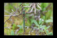 Somatochlora metallica, thumbnail 1 / 20