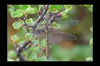 Somatochlora metallica, thumbnail 2 / 20