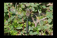 Somatochlora metallica, thumbnail 3 / 20
