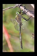 Somatochlora metallica, thumbnail 9 / 20