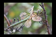 Somatochlora metallica, thumbnail 10 / 20