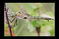 Somatochlora metallica, thumbnail 11 / 20