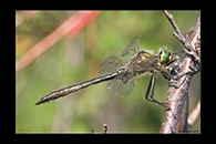 Somatochlora metallica, thumbnail 14 / 20