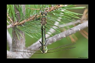 Somatochlora metallica, thumbnail 16 / 20