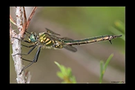 Somatochlora metallica, thumbnail 17 / 20