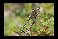 Somatochlora metallica, thumbnail 19 / 20