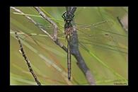 Somatochlora metallica, thumbnail 20 / 20